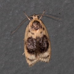 Garrha ocellifera (A concealer moth) at Melba, ACT - 7 Feb 2021 by Bron