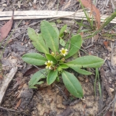Goodenia montana (Mountain Velleia) at Mongarlowe, NSW - 12 Dec 2020 by MelitaMilner