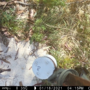 Pyrrholaemus sagittatus at Googong, NSW - 12 Jan 2021