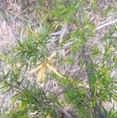 Grevillea juniperina (Grevillea) at Mongarlowe River - 12 Dec 2020 by MelitaMilner