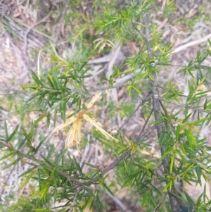 Grevillea juniperina at Mongarlowe, NSW - 12 Dec 2020 11:47 AM