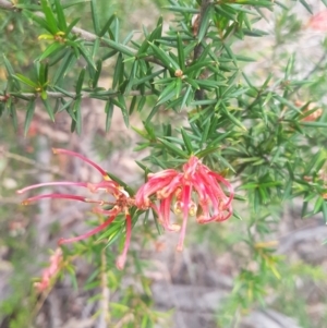 Grevillea juniperina subsp. villosa at Mongarlowe, NSW - 12 Dec 2020 11:48 AM