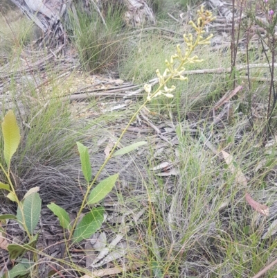 Lomatia ilicifolia (Holly Lomatia) at Mongarlowe River - 12 Dec 2020 by MelitaMilner