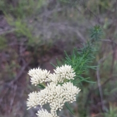 Cassinia aculeata subsp. aculeata (Dolly Bush, Common Cassinia, Dogwood) at Mongarlowe, NSW - 12 Dec 2020 by MelitaMilner