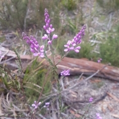 Comesperma ericinum (Heath Milkwort) at Mongarlowe, NSW - 12 Dec 2020 by MelitaMilner