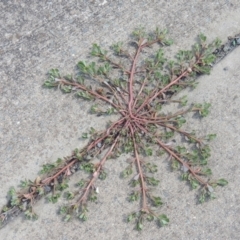 Portulaca oleracea (Pigweed, Purslane) at Conder, ACT - 22 Feb 2021 by michaelb