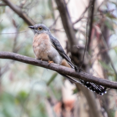 Cacomantis flabelliformis (Fan-tailed Cuckoo) at Paddys River, ACT - 23 Feb 2021 by SWishart