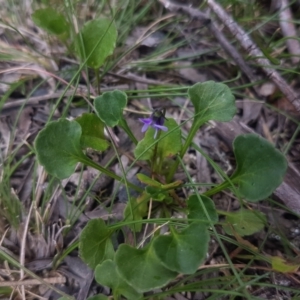 Viola sp. at Mongarlowe, NSW - 12 Dec 2020 03:41 PM