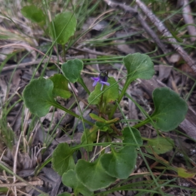 Viola sp. (Violet) at Mongarlowe River - 12 Dec 2020 by MelitaMilner