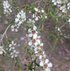 Leptospermum obovatum (River Tea Tree) at Mongarlowe, NSW - 12 Dec 2020 by MelitaMilner