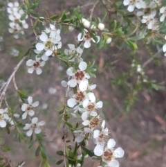 Leptospermum obovatum (River Tea Tree) at Mongarlowe River - 12 Dec 2020 by MelitaMilner