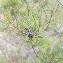 Hakea microcarpa (Small-fruit Hakea) at Mongarlowe, NSW - 12 Dec 2020 by MelitaMilner