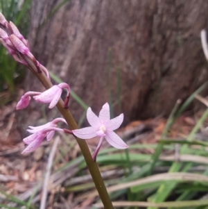 Dipodium roseum at Mongarlowe, NSW - suppressed