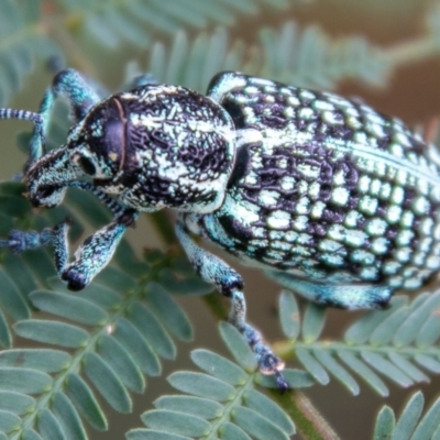 Chrysolopus spectabilis (Botany Bay Weevil) at Paddys River, ACT - 23 Feb 2021 by SWishart