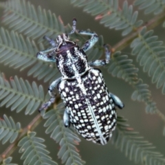 Chrysolopus spectabilis at Paddys River, ACT - 24 Feb 2021 10:25 AM