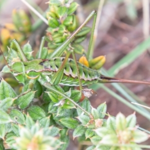 Chlorodectes montanus at Paddys River, ACT - 24 Feb 2021