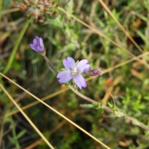 Epilobium sp. at Cotter River, ACT - 20 Feb 2021 11:05 AM