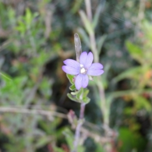 Epilobium sp. at Cotter River, ACT - 20 Feb 2021 11:05 AM