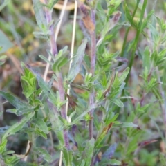 Epilobium sp. at Cotter River, ACT - 20 Feb 2021 11:05 AM