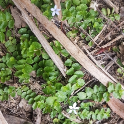 Lobelia pedunculata (Matted Pratia) at Mongarlowe, NSW - 12 Dec 2020 by MelitaMilner