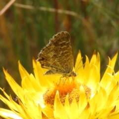 Neolucia hobartensis (Montane Heath-blue) at Cotter River, ACT - 20 Feb 2021 by MatthewFrawley