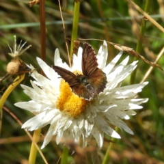 Neolucia hobartensis at Cotter River, ACT - 20 Feb 2021 11:24 AM