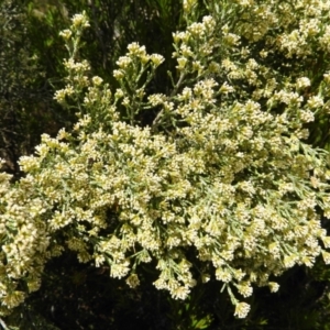 Ozothamnus cupressoides at Cotter River, ACT - 20 Feb 2021 12:00 PM