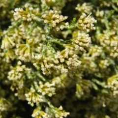 Ozothamnus cupressoides at Cotter River, ACT - 20 Feb 2021 12:00 PM