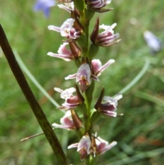 Paraprasophyllum venustum (Charming leek orchid) at Cotter River, ACT - 20 Feb 2021 by MatthewFrawley