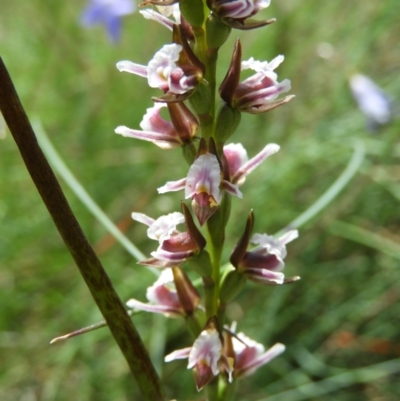 Prasophyllum venustum (Charming leek orchid) at Cotter River, ACT - 20 Feb 2021 by MatthewFrawley