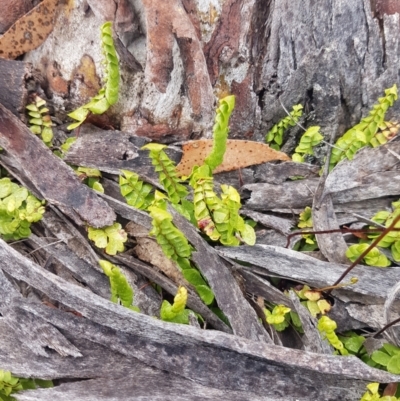 Lindsaea linearis (Screw Fern) at Mongarlowe River - 12 Dec 2020 by MelitaMilner