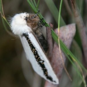 Oenosandra boisduvalii at Paddys River, ACT - 24 Feb 2021 03:13 PM