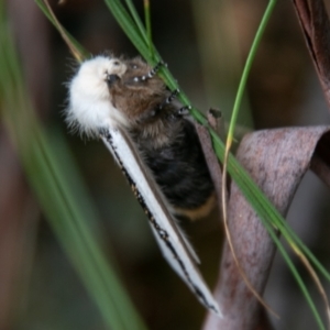 Oenosandra boisduvalii at Paddys River, ACT - 24 Feb 2021 03:13 PM