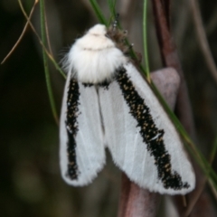 Oenosandra boisduvalii at Paddys River, ACT - 24 Feb 2021