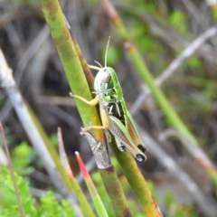 Kosciuscola cognatus (A grasshopper) at Cotter River, ACT - 20 Feb 2021 by MatthewFrawley