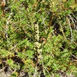 Dracophyllum continentis at Cotter River, ACT - 20 Feb 2021