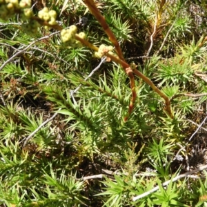 Dracophyllum continentis at Cotter River, ACT - 20 Feb 2021