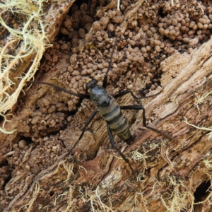 Boreoides subulatus at Cotter River, ACT - 20 Feb 2021 12:41 PM