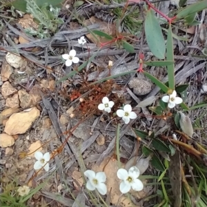 Mitrasacme polymorpha at Mongarlowe, NSW - 11 Dec 2020