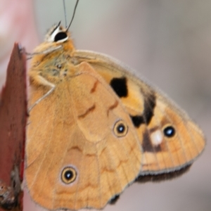 Heteronympha penelope at Paddys River, ACT - 24 Feb 2021 10:20 AM