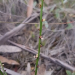Amperea xiphoclada (Broom Spurge) at Mongarlowe, NSW - 24 Feb 2021 by MelitaMilner