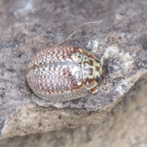 Paropsisterna decolorata at Paddys River, ACT - 24 Feb 2021 01:53 PM