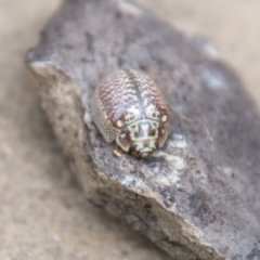 Paropsisterna decolorata at Paddys River, ACT - 24 Feb 2021 01:53 PM