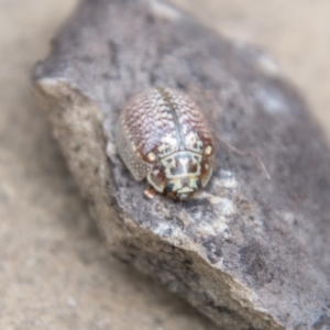 Paropsisterna decolorata at Paddys River, ACT - 24 Feb 2021