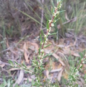 Monotoca scoparia at Mongarlowe, NSW - 24 Feb 2021