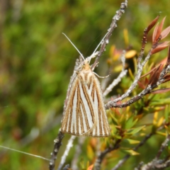 Amelora oritropha (Alpine Striped Cape-moth) at Cotter River, ACT - 20 Feb 2021 by MatthewFrawley