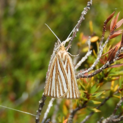Amelora oritropha (Alpine Striped Cape-moth (Ennominae)) at Cotter River, ACT - 20 Feb 2021 by MatthewFrawley