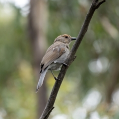 Colluricincla harmonica (Grey Shrikethrush) at Cotter River, ACT - 24 Feb 2021 by trevsci