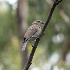 Colluricincla harmonica at Cotter River, ACT - 24 Feb 2021 10:32 AM