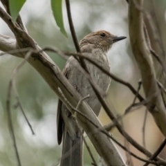 Colluricincla harmonica at Cotter River, ACT - 24 Feb 2021 10:32 AM